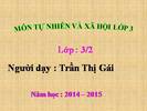 Bài 41. Thân cây